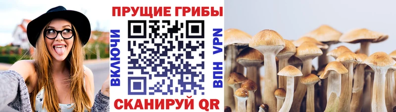 Псилоцибиновые грибы Psilocybine cubensis  Зеленокумск 